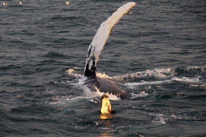 Midnight Sun Whale Watching from Reykjavik - Price and value: what you’re really paying for