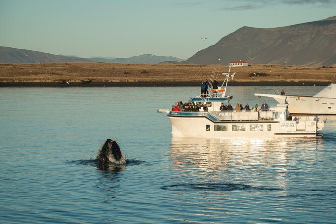 Midnight Sun Whale Watching from Reykjavik - Where you meet (and how to plan your arrival)