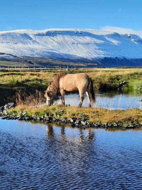 North Iceland: Horseback Riding Tour - Why the Icelandic horse and tölt practice are the whole point