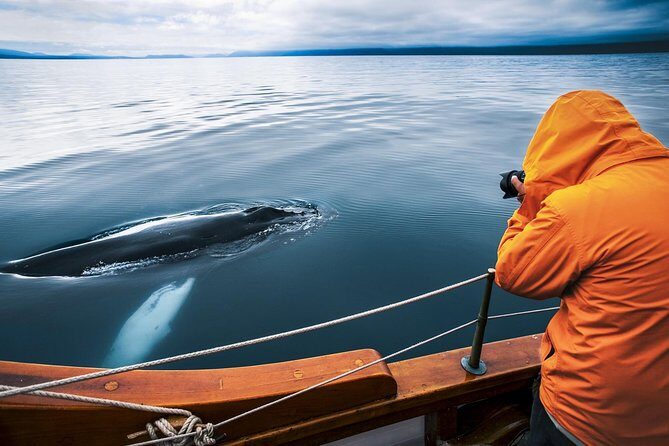 Original Carbon Neutral Whale Watching Tour from Húsavík - Key highlights worth circling