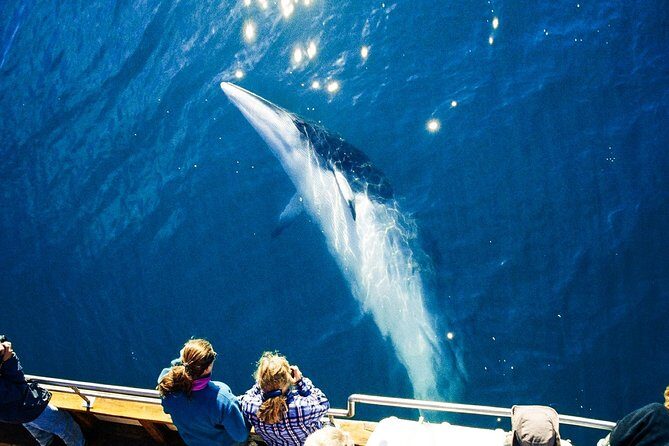 Original Carbon Neutral Whale Watching Tour from Húsavík - Húsavík to Skjálfandi Bay: what the 3 hours actually feel like