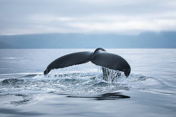Original Carbon Neutral Whale Watching Tour from Húsavík - What you can hope for: whales, plus dolphins and seabirds