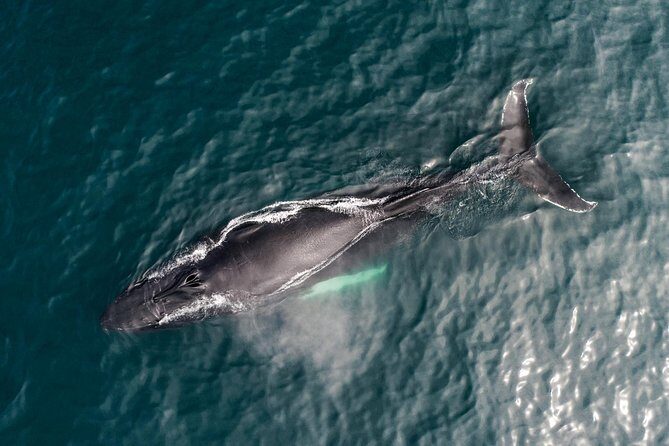 Original Carbon Neutral Whale Watching Tour from Húsavík - Price, timing, and value for money in whale season