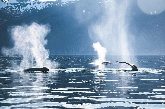 Original Carbon Neutral Whale Watching Tour from Húsavík - Should you book this carbon-neutral whale watching tour?