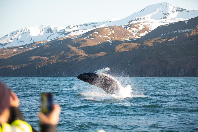 Original Carbon Neutral Whale Watching Tour from Húsavík - Why the hybrid, low-noise design changes what you notice