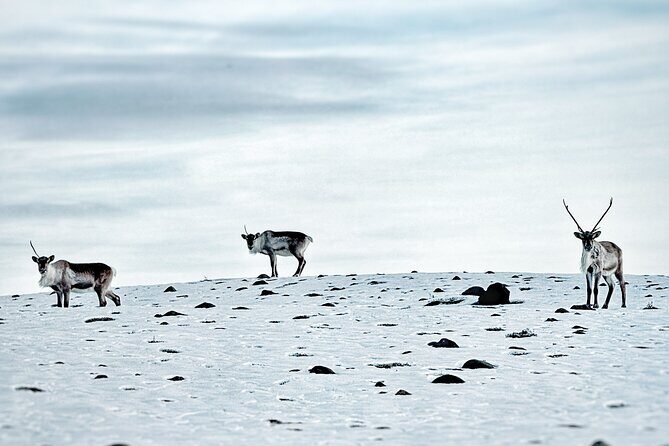 Premium Ice Cave Tour Vatnajokull Iceland - Weather reality: why flexibility makes the day easier