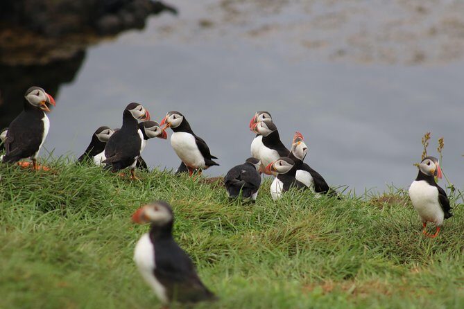 Premium Small-Group Puffin & Bird Watching tour from Reykjavík - Stop 1 at the harbor: you show up, get geared, then go
