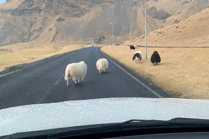 PRIVATE 2-Hours Tour - Westman Islands with a local in a BMW X5 - How the customized route works (and why it feels different)
