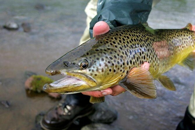 Private Lake and River Fishing Tour from Reykjavik - Reykjavik Pickup to Laugarvatn: The Day Starts Early