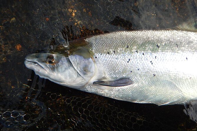 Private Lake and River Fishing Tour from Reykjavik - Fishing for Arctic Char and Brown Trout: Your Main Event