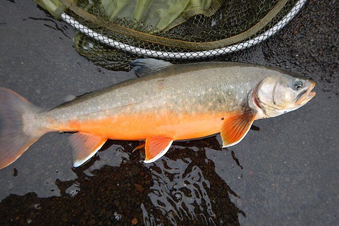 Private Lake and River Fishing Tour from Reykjavik - Timing, Weather, and What to Wear
