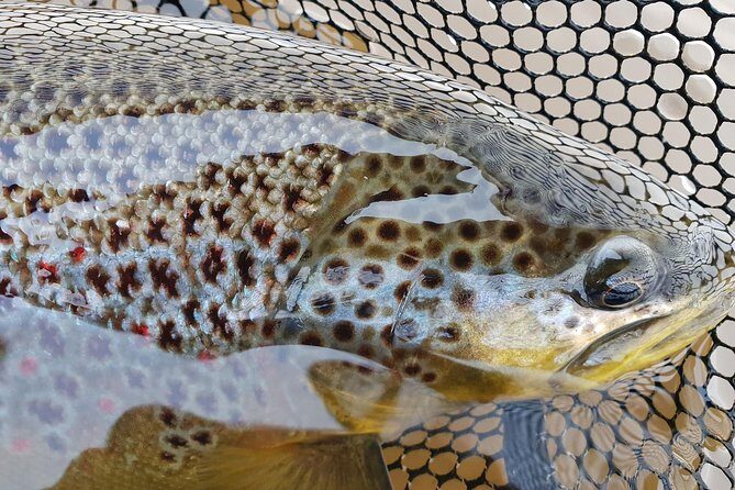 Private Lake and River Fishing Tour from Reykjavik - The Golden Circle Route With a Thingvellir National Park Stop