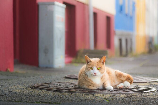 Private Reykjavik Cat Walking Tour - A cat-first stroll through central Reykjavik