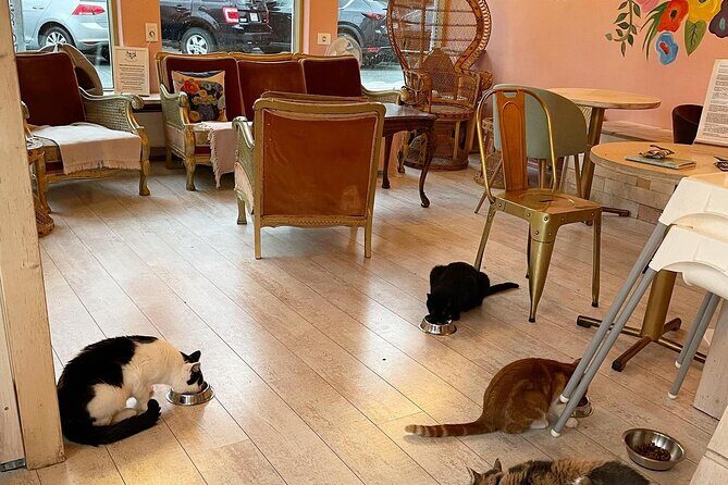Private Reykjavik Cat Walking Tour - Alþingi area and quick landmark timing