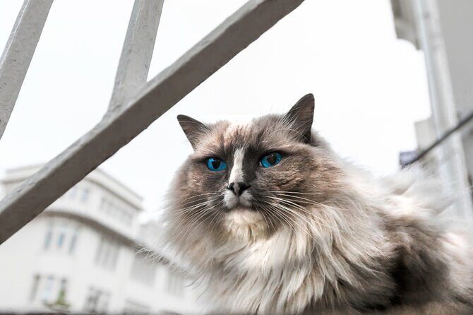 Private Reykjavik Cat Walking Tour - Meeting at Ingólfstorg: find your guide fast