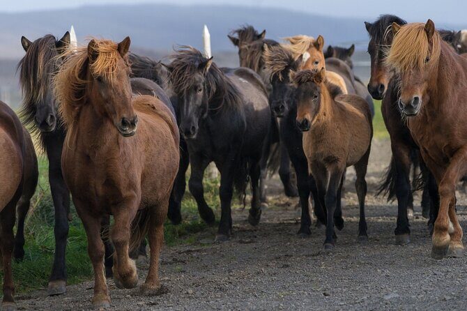 Private Tour: South Coast of Iceland by SUV or Van from Reykjavik - Solheimajokull glacier hour: what you can learn in 60 minutes