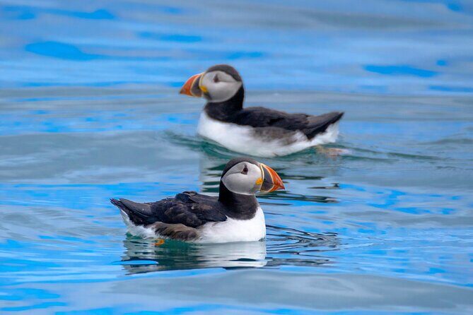 Puffin Watching Speedboat Express - Why a fast RIB makes puffin spotting outside Reykjavik feel different