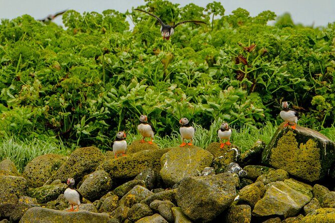 Puffin Watching Speedboat Express - Videy Island puffins: the moment engines go quiet
