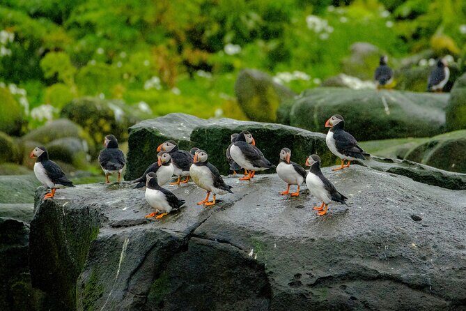 Puffin Watching Speedboat Express - Getting to the water: 12:00 pm departure with no hotel pickup