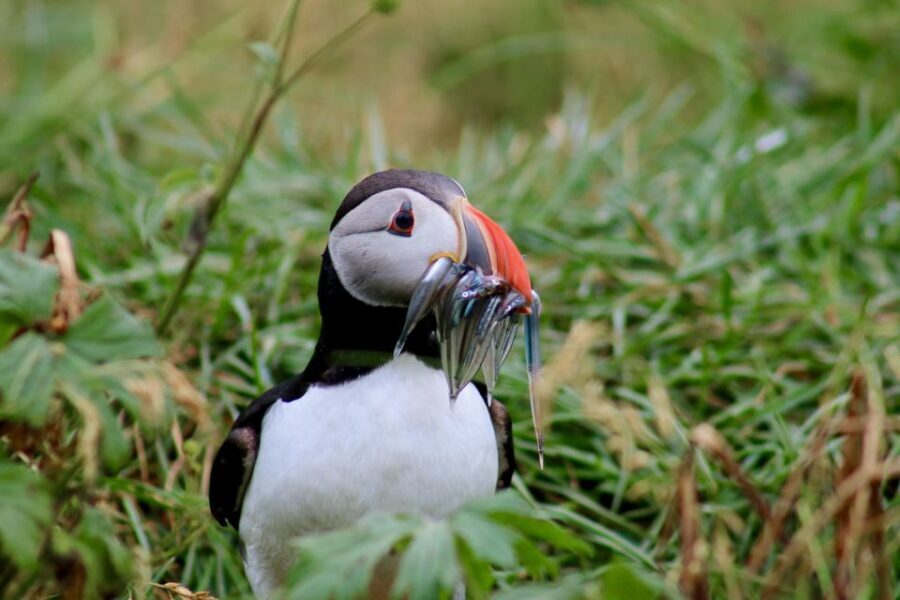 Reykjavik: 1-Hour Puffin Watching Tour - Comfort details that make or break a winterless Iceland day