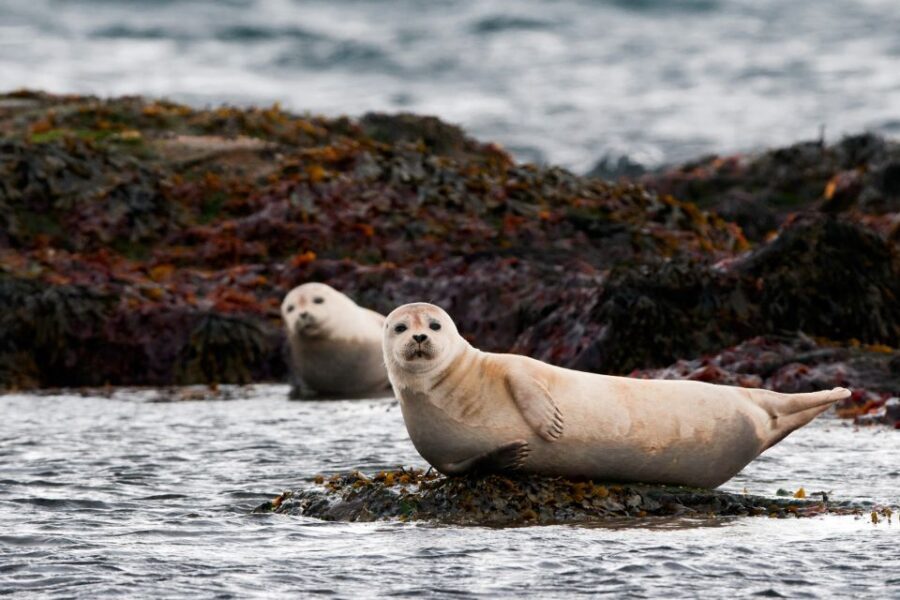 Reykjavik: 2-Day West Tour with Snæfellsnes & Silver Circle - Reykholt and Husafell: history and a woodland pause