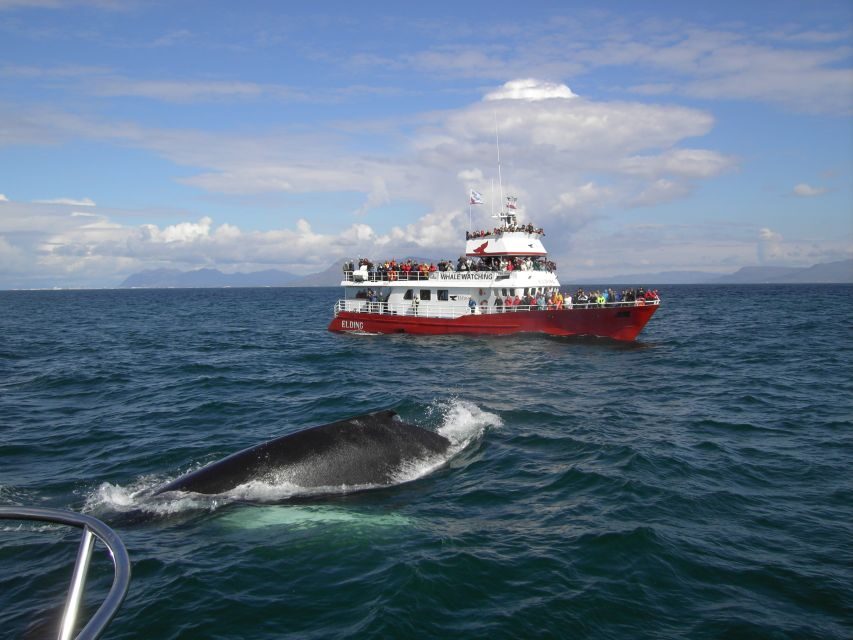Reykjavik: ATV Ride & Whale Watching Boat Tour - Key things you’ll love about this ATV and whale watching day