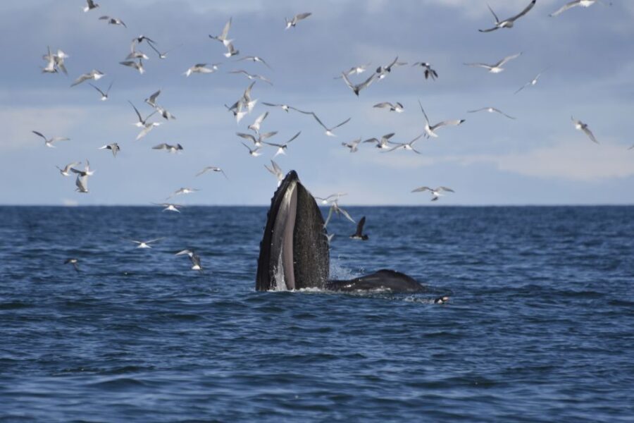 Reykjavik: ATV Ride & Whale Watching Boat Tour - Pickup timing and what the morning looks like (no guesswork)