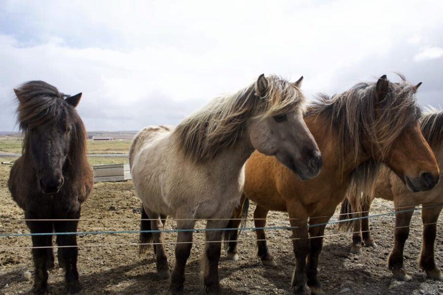 Reykjavik Combo: Horse Riding & Snorkeling in Silfra Fissure - Price and Value: What $322 Gets You (and What It Doesn’t)
