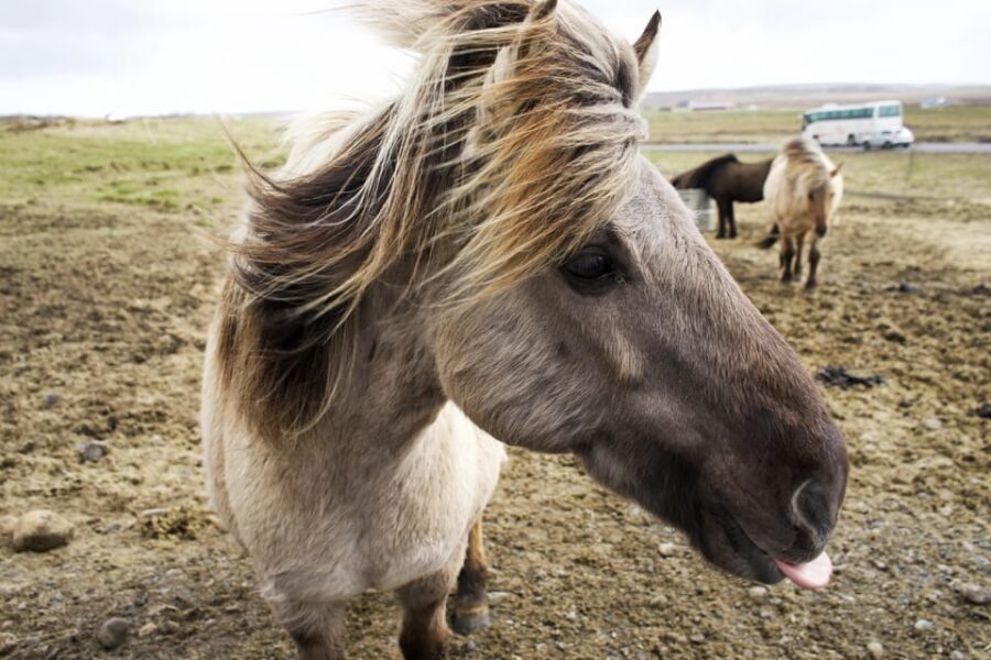 Reykjavik Combo: Horse Riding & Snorkeling in Silfra Fissure - When the Day Feels Less Smooth: Communication, Waiting, and Fit