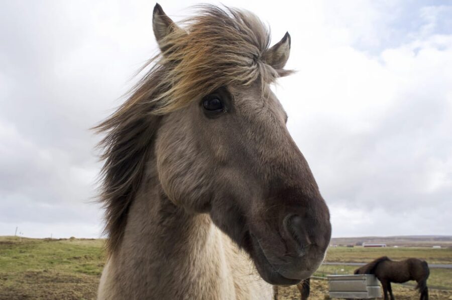 Reykjavik Combo: Horse Riding & Snorkeling in Silfra Fissure - Photos, Hot Cocoa, and the Small Details That Make It Click