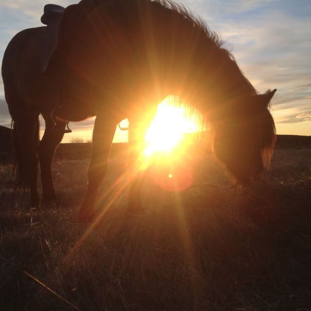 Reykjavik: Evening Sleipnir Horse Riding Tour with Pickup - Horses, gear, and comfort: what beginner riders should know