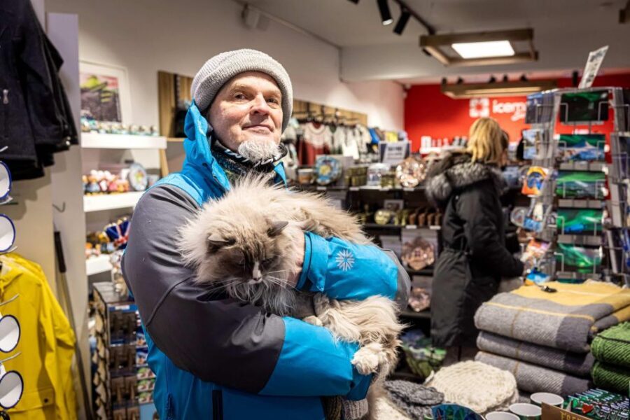 Reykjavik: Feline-Focused City Walking Tour - Meeting at Hlöllabátar: Where the Tour Starts and How to Find It