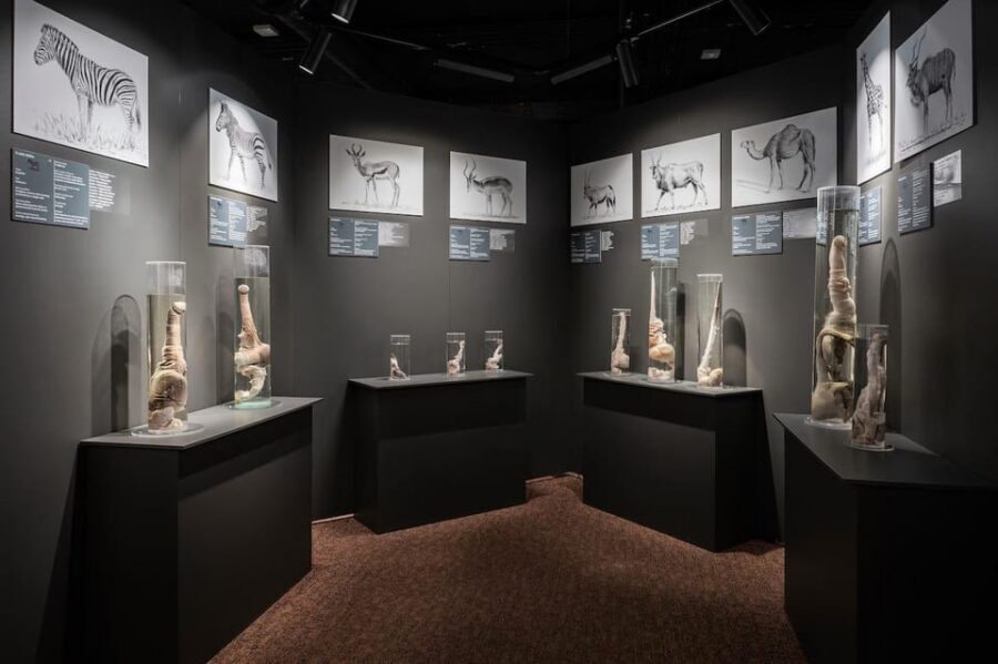 Reykjavik: Icelandic Phallological Museum Entry Ticket - Key things I’d clock before you go