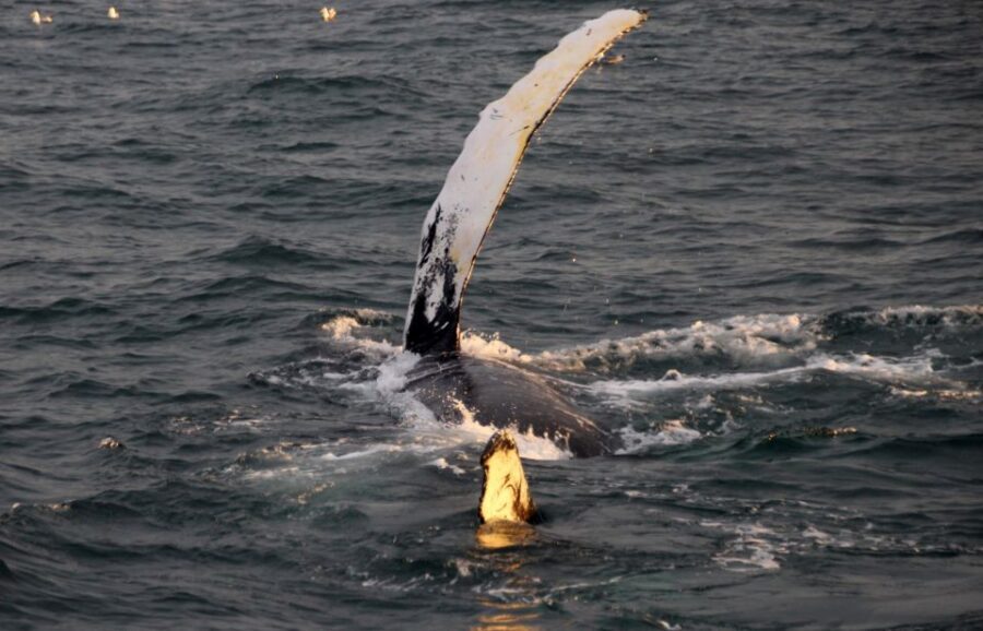 Reykjavík: Midnight Sun Whale Watching Cruise - The 2–2.5 hour search: what whales you’re most likely to spot