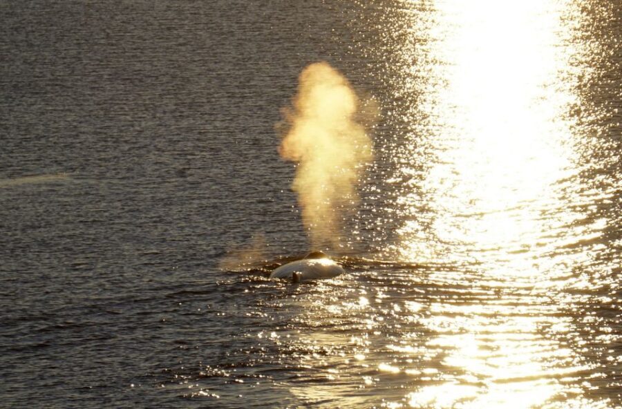 Reykjavík: Midnight Sun Whale Watching Cruise - Dress for wind and spray: the provided overalls really help