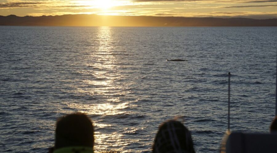 Reykjavík: Midnight Sun Whale Watching Cruise - Price and value: what $106 gets you for 2.5 hours