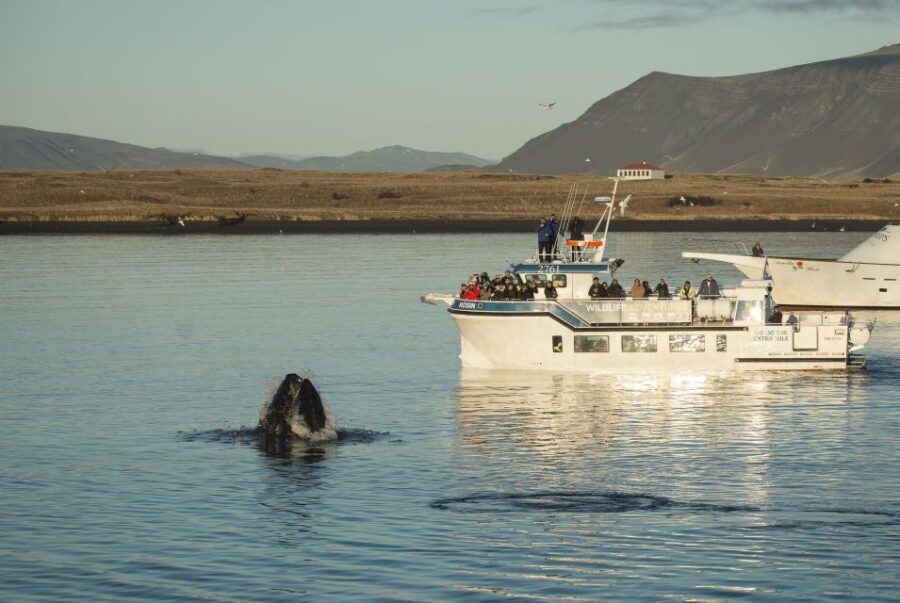 Reykjavík: Midnight Sun Whale Watching Cruise - Boarding at Reykjavík Old Harbour and the Rósin setup