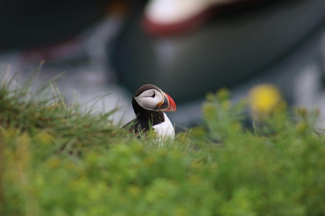 Reykjavik Premium Puffin tour | Close Up and Personal - Key points to know before you go