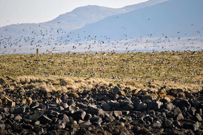 Reykjavik Premium Puffin tour | Close Up and Personal - Reykjavik Premium Puffin Tour: what this is really like