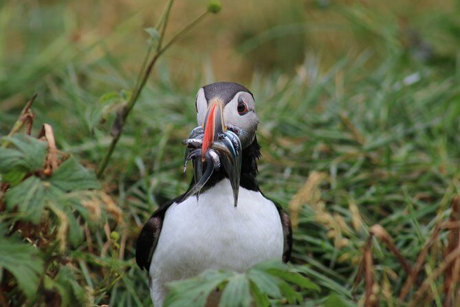 Reykjavik Premium Puffin tour | Close Up and Personal - The RIB ride: speed fun with a weather reality check