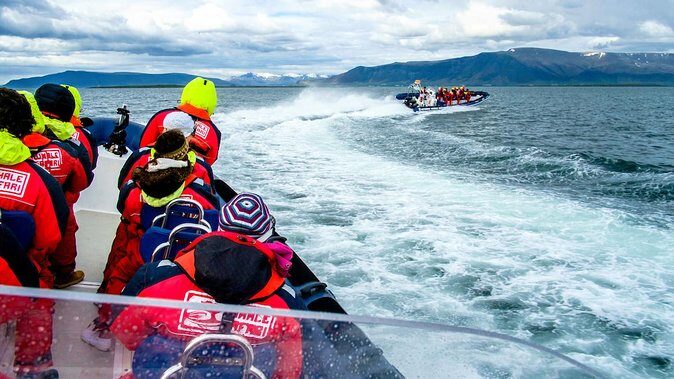 Reykjavik Premium Puffin tour | Close Up and Personal - Lundey stop: where you actually spot the puffins