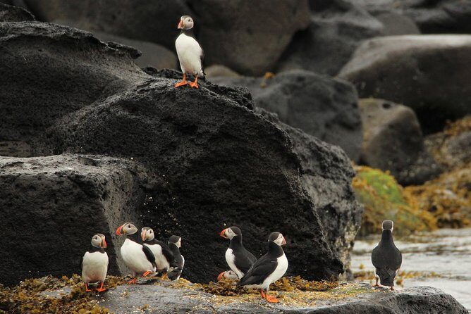 Reykjavik Premium Puffin tour | Close Up and Personal - Meeting at Elding Whale Watching and what to expect on arrival
