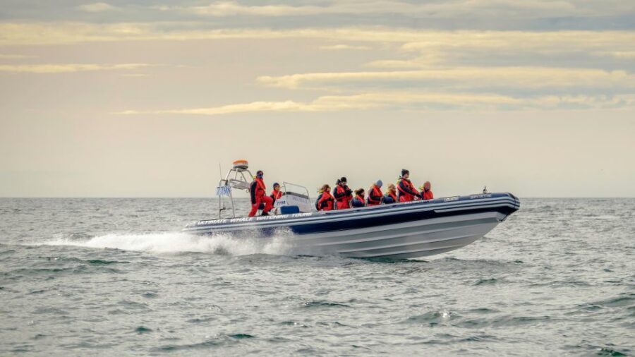 Reykjavik: Premium Whale and Puffin Watching Evening Tour - Key Things to Know Before You Go