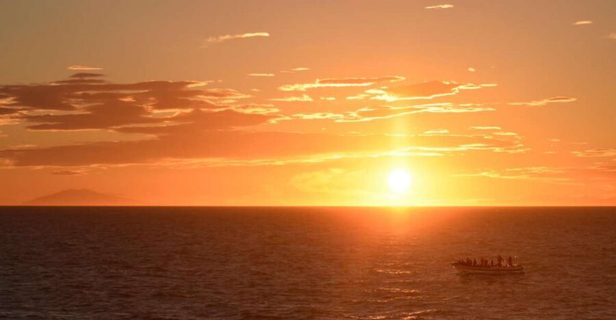 Reykjavik: Premium Whale and Puffin Watching Evening Tour - Midnight Sun Whale Watching in Reykjavík: Why This Time of Day Works