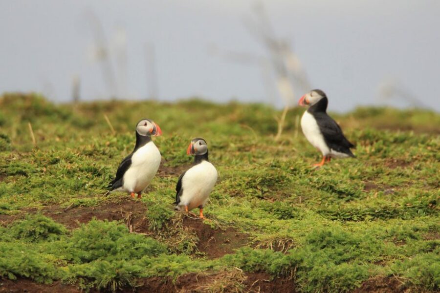 Reykjavik: Premium Whale and Puffin Watching Evening Tour - Whales, Dolphins, and Puffins: What You Can Hope to See