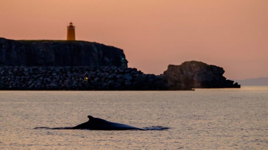 Reykjavik: Premium Whale and Puffin Watching Evening Tour - Cold-Water Comfort: What to Wear (and What to Avoid)