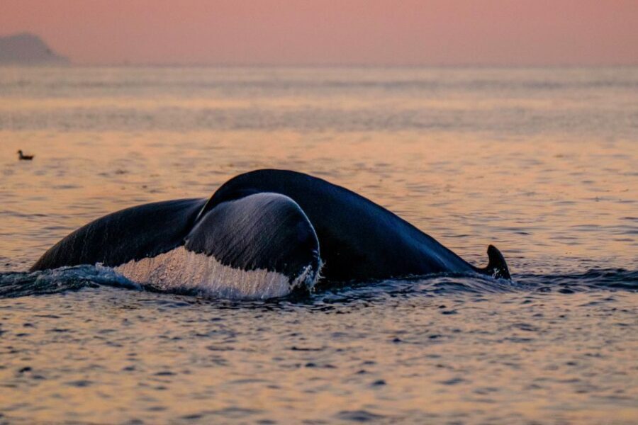 Reykjavik: Premium Whale and Puffin Watching Evening Tour - Who This Tour Fits (and Who Should Skip It)