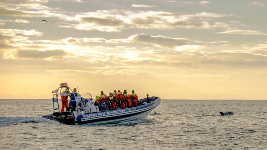 Reykjavik: Premium Whale and Puffin Watching Evening Tour - Value at $200: When the Evening Cruise Feels Worth It