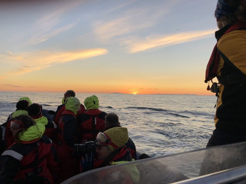 Reykjavik: Premium Whale and Puffin Watching Evening Tour - Guides and Captains: How the Trip Stays Smooth at Sea