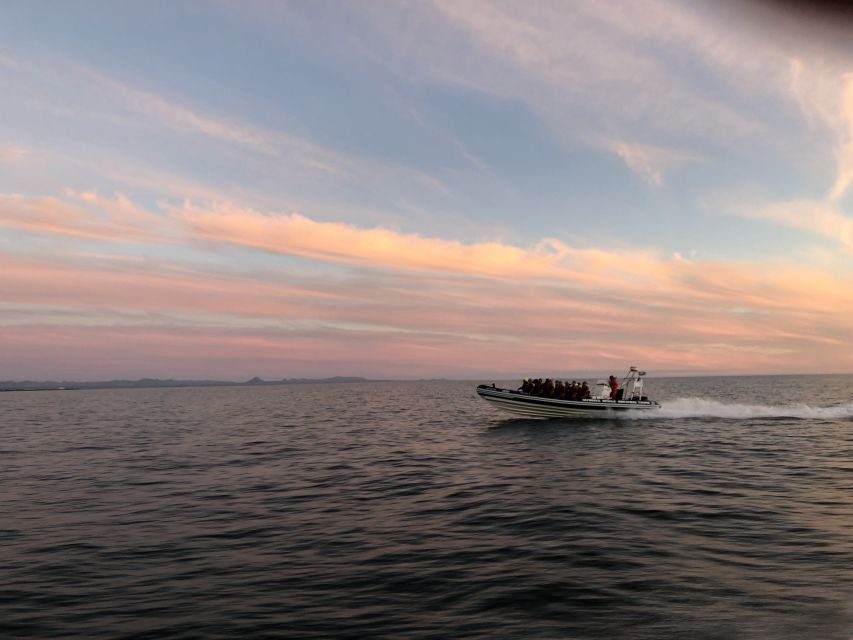 Reykjavik: Premium Whale and Puffin Watching Evening Tour - Your 2-Hour Route: Old Harbour, Faxaflói Bay, and the Shoreline Finish